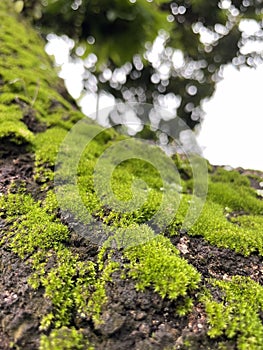 Moos trees rain natural nature green trees forest