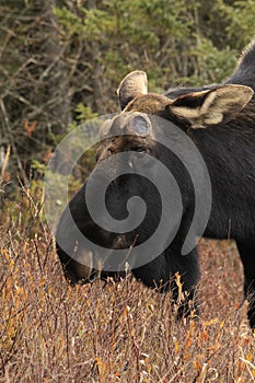 Bull Moose Shed Dropped Antlers