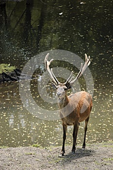 Adolescent moose in the Huilo Huilo national reserve. Chile. photo