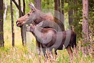 Moose photo