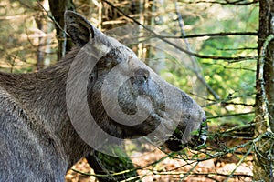 Moose (Alces alces)