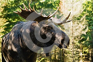 Moose (Alces alces)