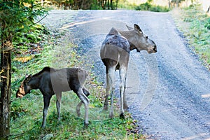 Moose (Alces alces)