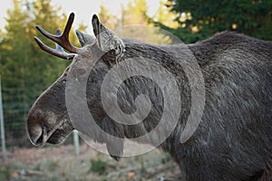 Moose, Alces alces, Hallaryd, Sweden