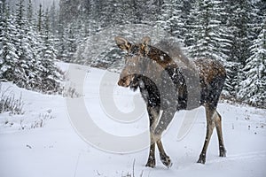 Moose Alces alces in Jasper National Park, Alberta, Canada