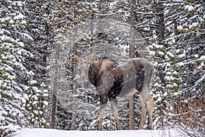 Moose Alces alces in Jasper National Park, Alberta, Canada