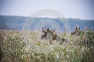 Moose, Alces alces, in the natural environment swamp. Biebrza marshes National Park. The largest mammal hoofed on swamps