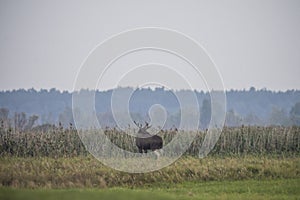 Moose, Alces alces, in the natural environment swamp. Biebrza marshes National Park. The largest mammal hoofed on swamps