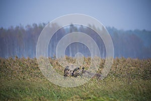 Moose, Alces alces, in the natural environment swamp. Biebrza marshes National Park. The largest mammal hoofed on swamps