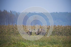 Moose, Alces alces, in the natural environment swamp. Biebrza marshes National Park. The largest mammal hoofed on swamps