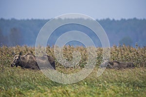 Moose, Alces alces, in the natural environment swamp. Biebrza marshes National Park. The largest mammal hoofed on swamps