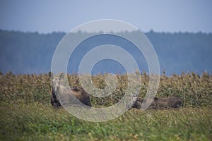 Moose, Alces alces, in the natural environment swamp. Biebrza marshes National Park. The largest mammal hoofed on swamps