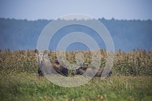 Moose, Alces alces, in the natural environment swamp. Biebrza marshes National Park. The largest mammal hoofed on swamps