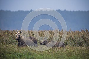Moose, Alces alces, in the natural environment swamp. Biebrza marshes National Park. The largest mammal hoofed on swamps
