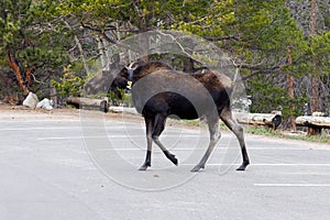 Moose (Alces alces) with a radio tracking collar in a parking lot