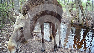 Moose Alces alces in spring