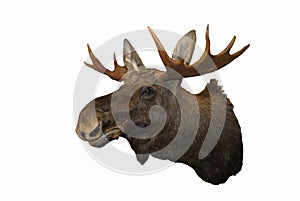 Wall-mounted Moose throphy isolated on white