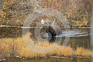 Moose (Alces alces), Yukon Territory, Canada