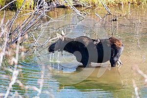 mother moose standing in the river