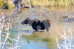mother moose standing in the river