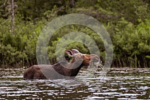 Moose in Algonquin Park eating lilypads