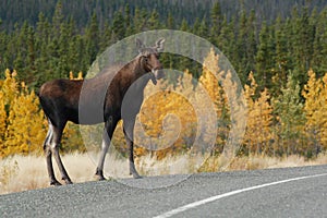 Moose along the alaska highway