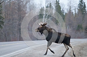 Moose Animal Stock Photos. Moose animal crossing the highway