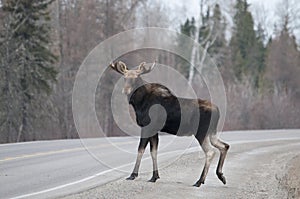 Moose Animal Stock Photos. Moose animal crossing the highway looking at the camera