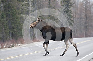 Moose Animal Stock Photos. Moose animal crossing the highway. Portrait. Picture. Image. Photo