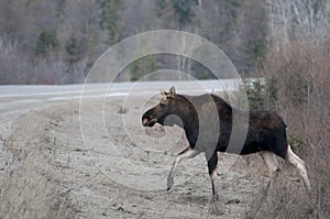 Moose Animal Stock Photos. Moose animal crossing the highway. Portrait. Picture. Image. Photo