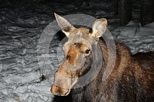 Moose Animal Stock Photos.  Moose Animal head close-up view. Moose Animal profile view in the winter season