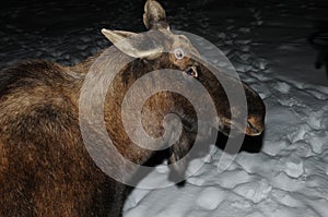 Moose Animal Stock Photos.  Moose Animal head close-up view. Moose Animal profile view in the winter season