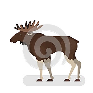 Moose animal. Wild mammal with a big horn