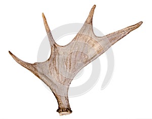 Moose antler isolated on the white