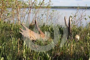 Moose antler shed