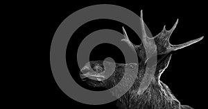 Moose antlers 3d isolated black white background woow