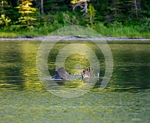 Moose Antlers Above Water