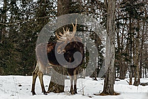 Moose with antlers (Omega Park of Quebec)