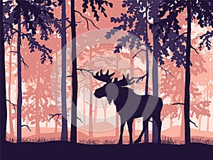 Moose with antlers posing, forest background, silhouettes of trees. Magical misty landscape.