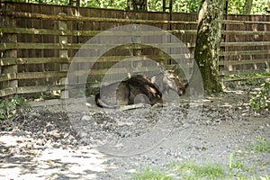 Moose without antlers rests in shadow