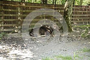 Moose without antlers rests in shadow