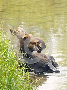 Moose Bathing