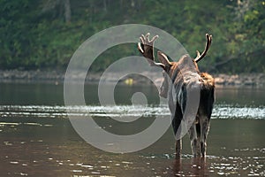 Moose from behind in the river