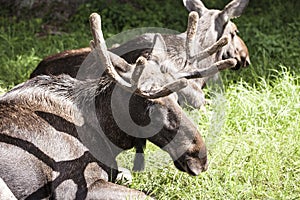 Moose, Bialowieza National Park