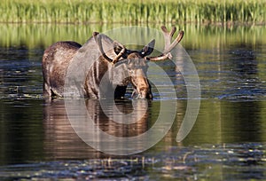 Moose at Bierstadt