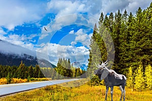 Moose with big horns. Great road crosses the Canadian Rockies.