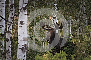 Moose in Birch