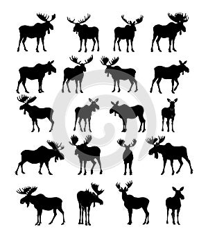 Moose black silhouettes vector set. Forest horned hoofed herbivorous mammal wild strong animal northern forest species photo