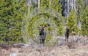 Moose Breeding Pair in a Mountain Meadow