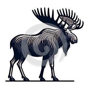 Moose buck elk full body vector illustration, zoology illustration, wild animal moose design template isolated on white background